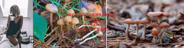 сатива Наволоки