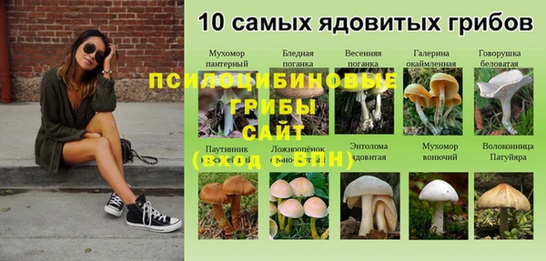 сатива Абинск